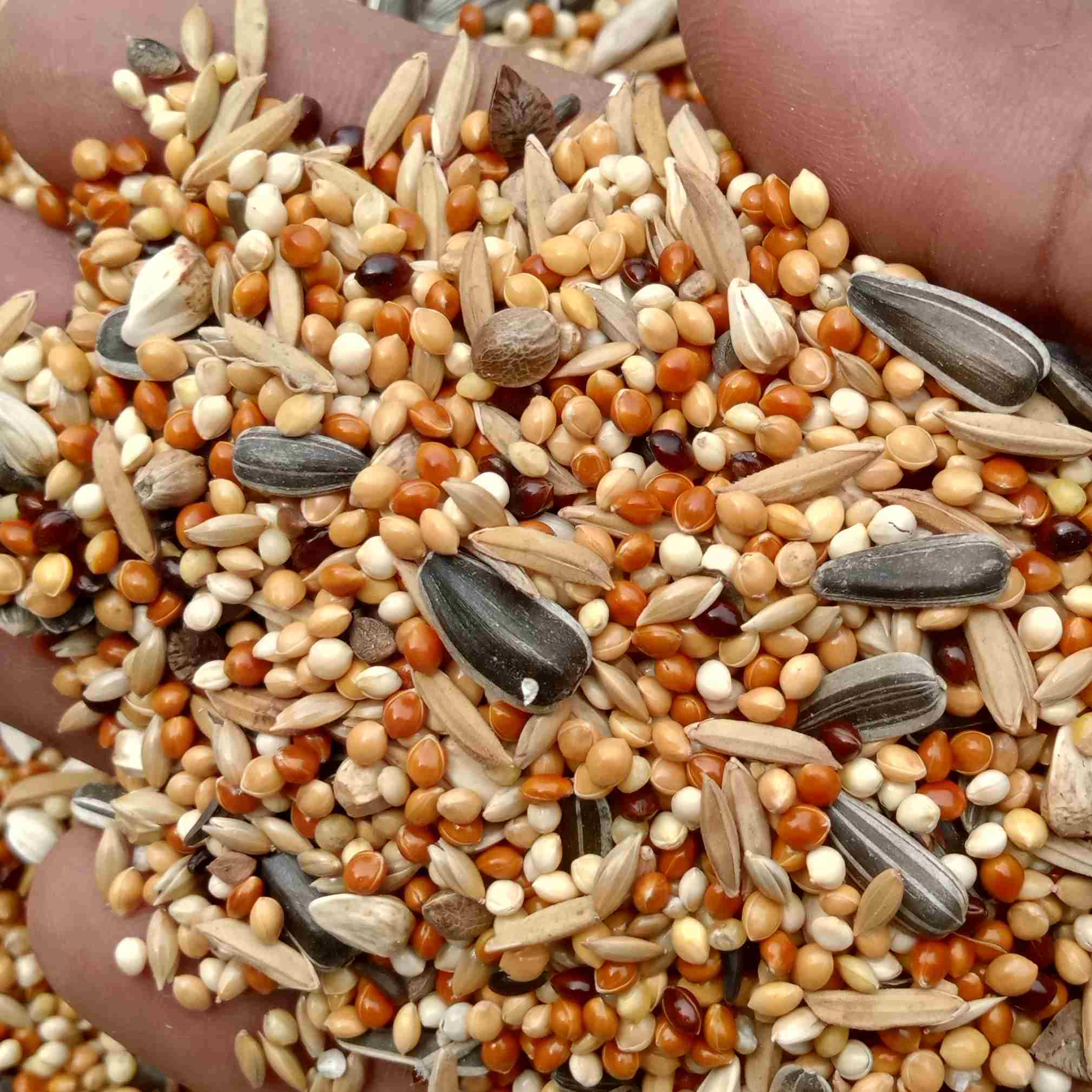 চিনা ছাড়া ককাটেল লাভবার্ড সিড মিক্স